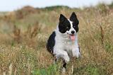 BORDER COLLIE 266